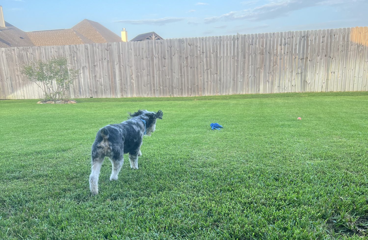 A dog out in the large fenced grass yard at Good Shepherd Boarding